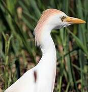 Western Cattle Egret