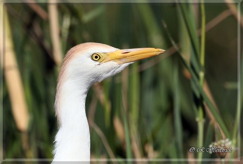 Western Cattle Egret