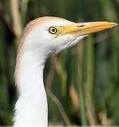 Western Cattle Egret