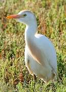 Western Cattle Egret