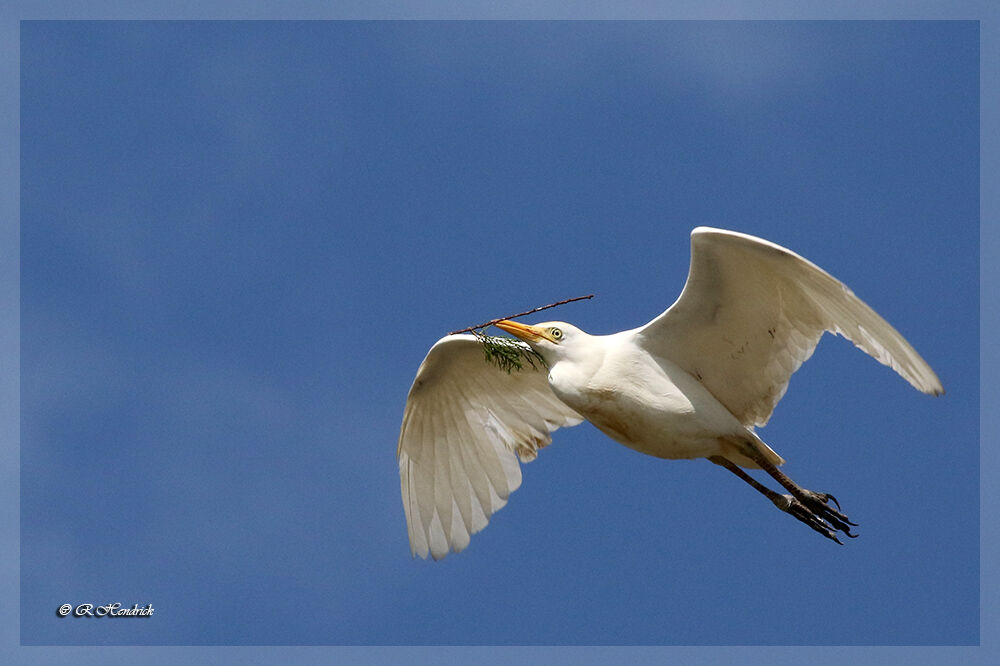 Western Cattle Egret