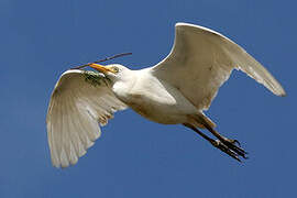 Western Cattle Egret