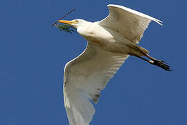 Western Cattle Egret