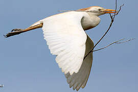 Western Cattle Egret