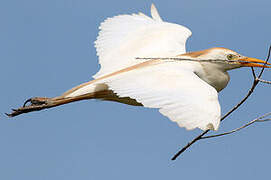 Western Cattle Egret