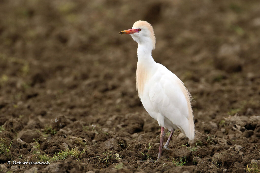 Western Cattle Egret