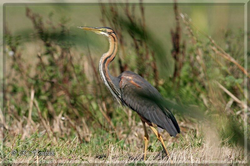 Purple Heron