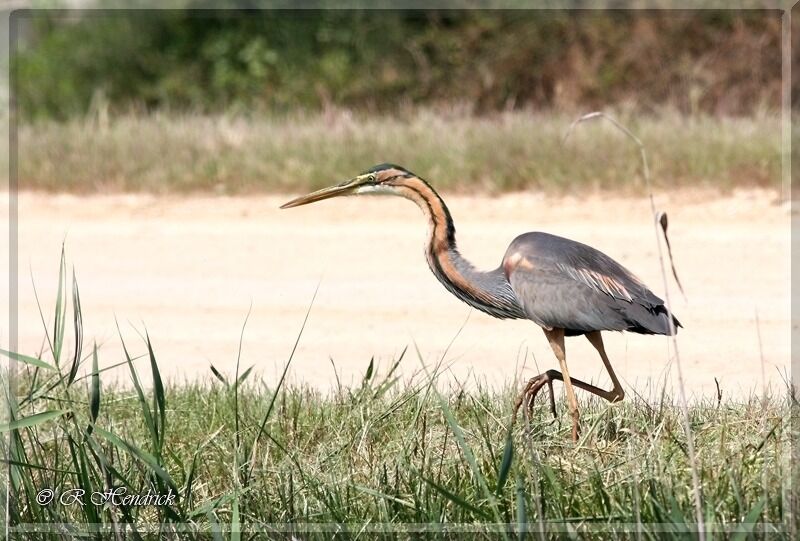 Purple Heron