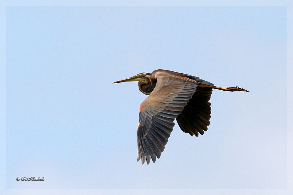 Purple Heron