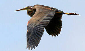 Purple Heron