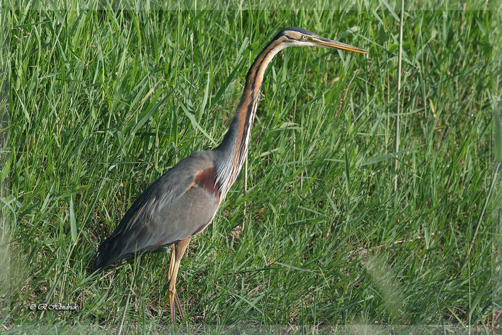 Purple Heron