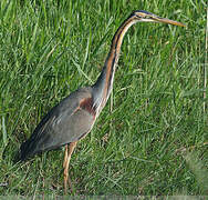 Purple Heron