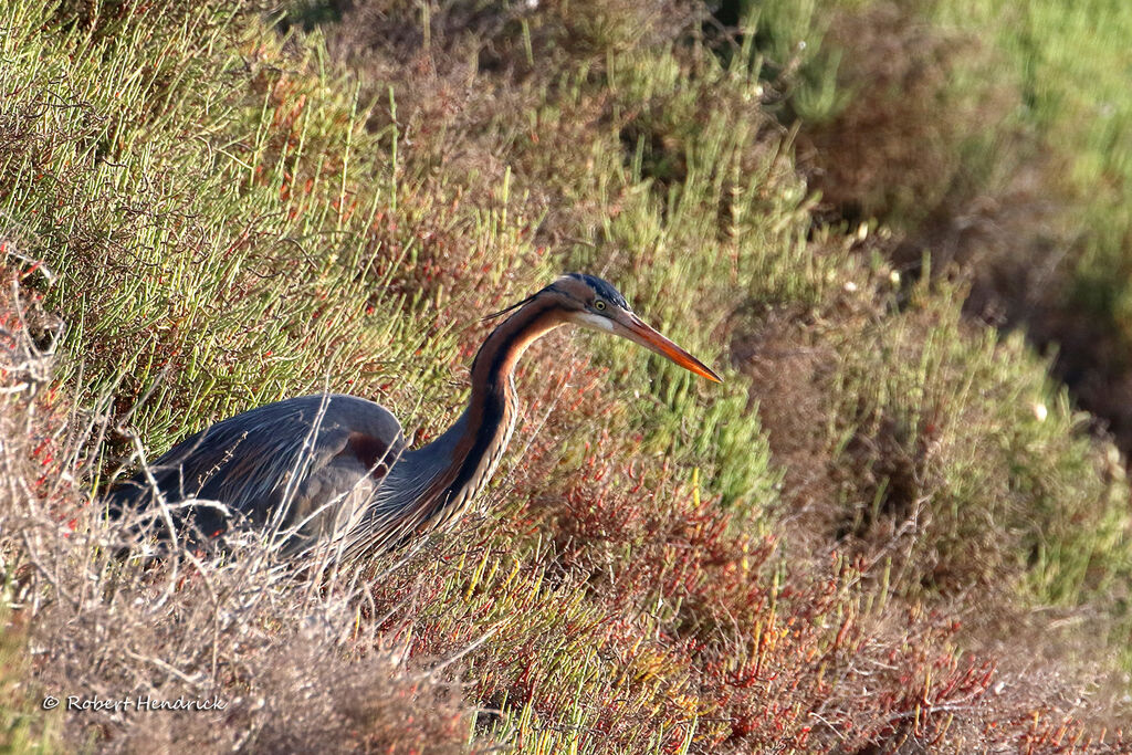 Purple Heron