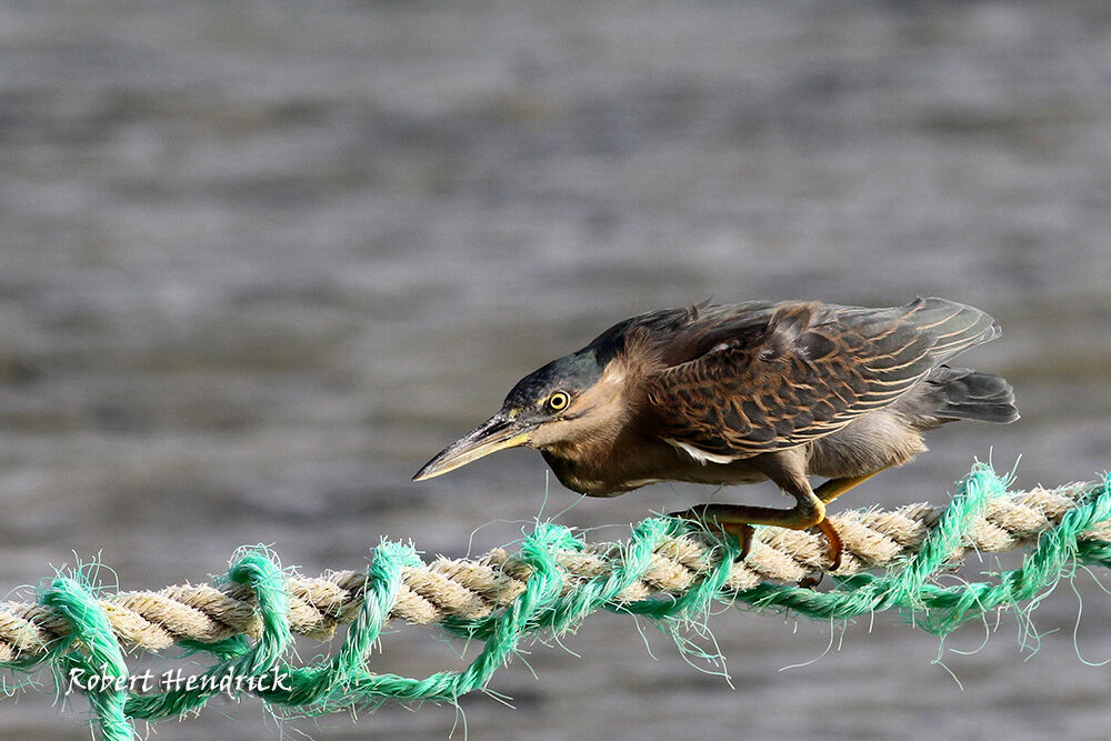 Striated Heron