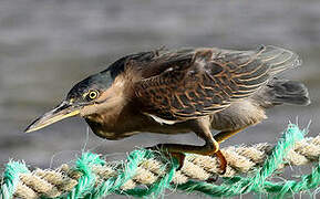 Striated Heron