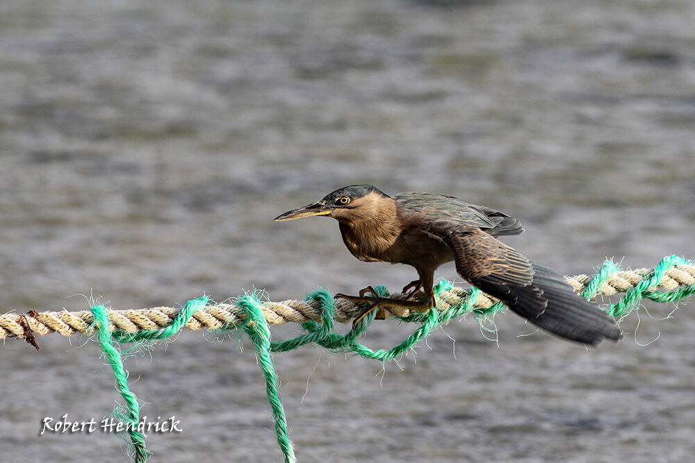 Striated Heron