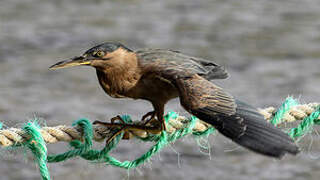 Striated Heron