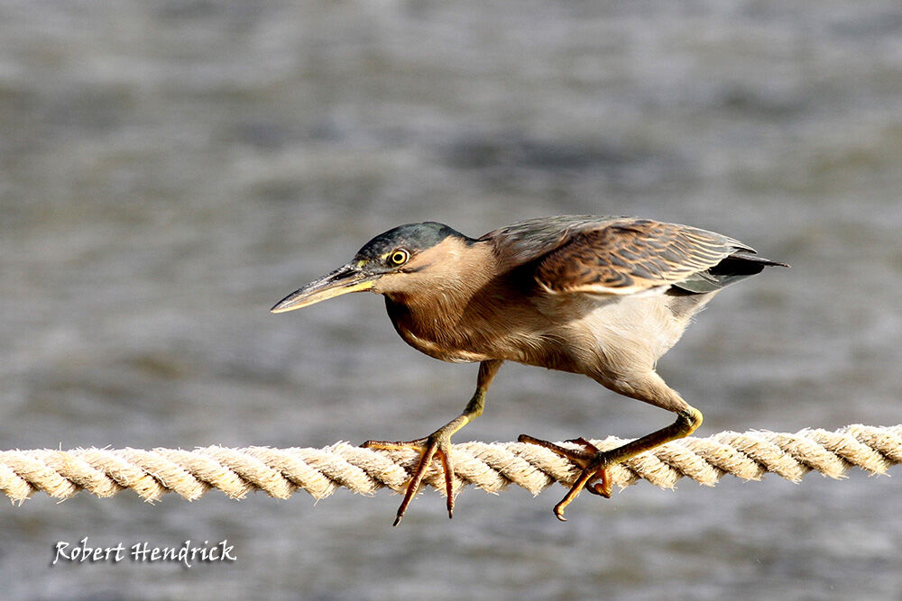 Striated Heron