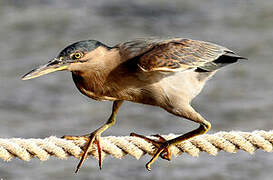 Striated Heron