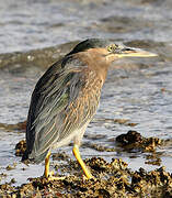 Striated Heron