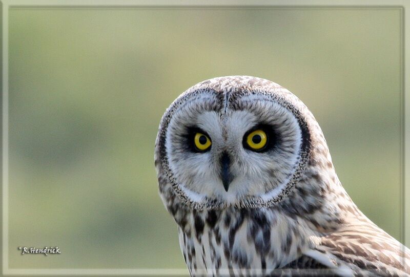 Short-eared Owl