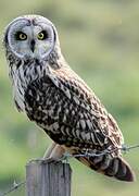 Hibou des marais