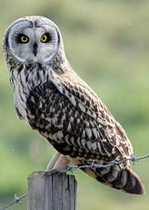 Hibou des marais