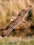 Short-eared Owl