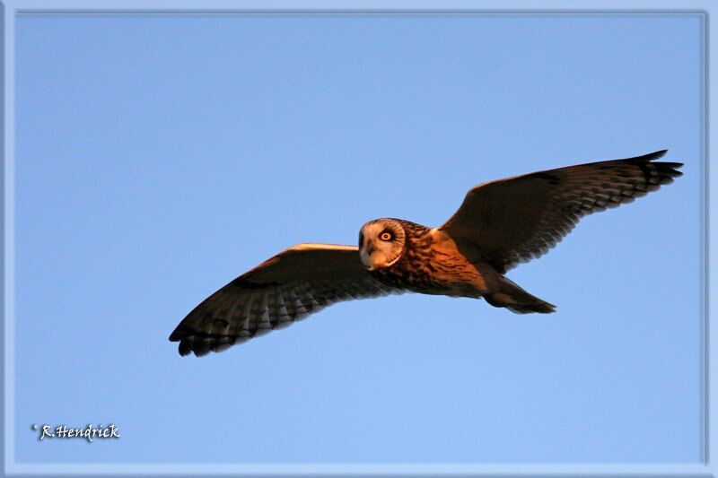 Hibou des marais