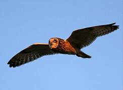 Short-eared Owl