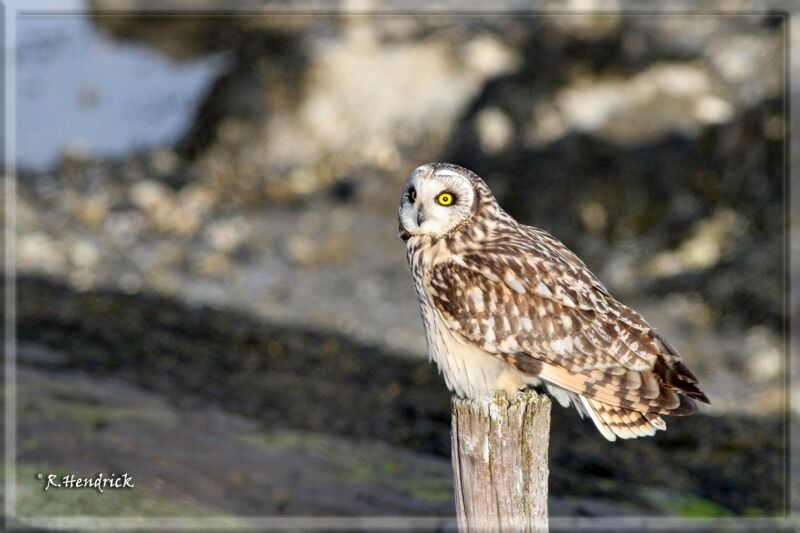 Hibou des marais