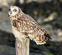 Hibou des marais