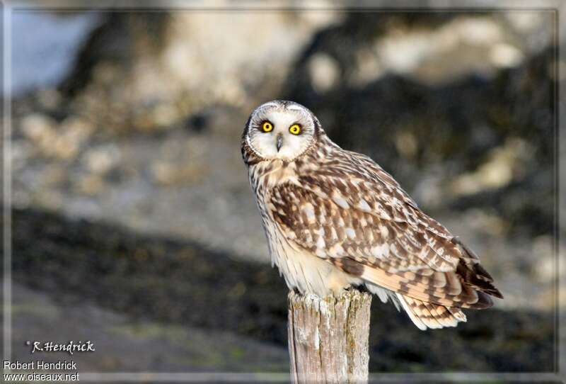 Short-eared Owladult, identification