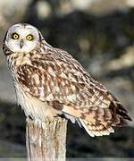 Short-eared Owl