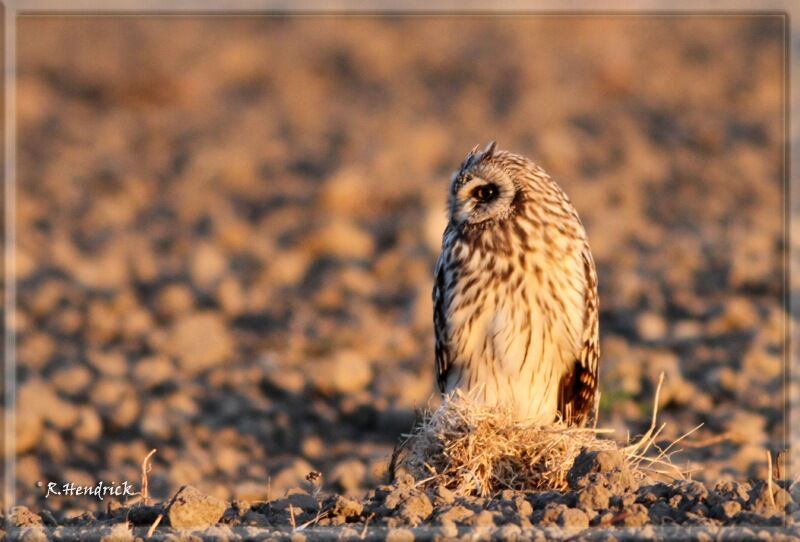 Hibou des marais