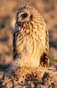 Hibou des marais