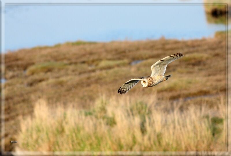 Short-eared Owl