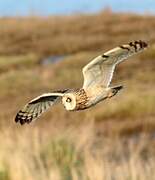 Short-eared Owl