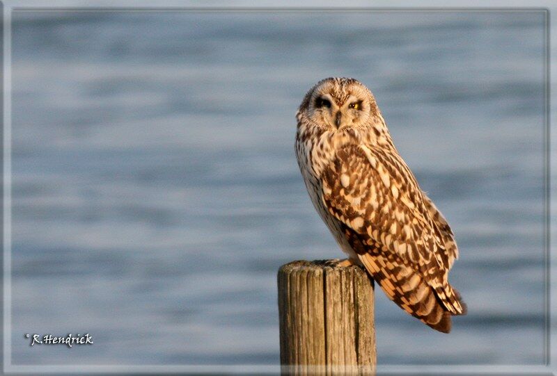 Short-eared Owl