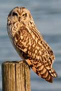 Short-eared Owl