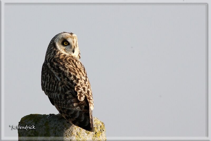 Short-eared Owl