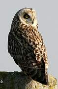 Short-eared Owl