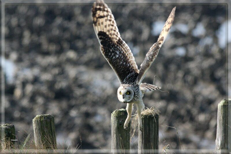 Short-eared Owl