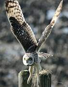 Short-eared Owl