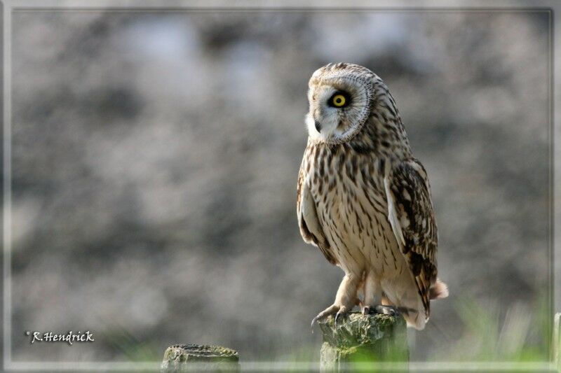 Hibou des marais