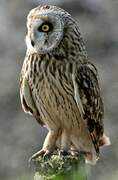 Hibou des marais