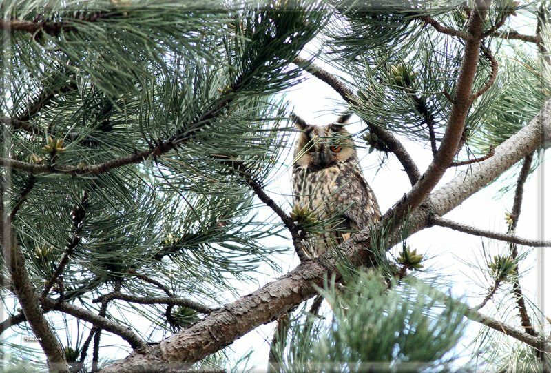 Long-eared Owl