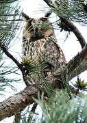 Long-eared Owl