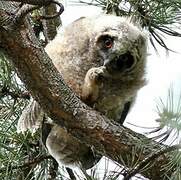 Long-eared Owl