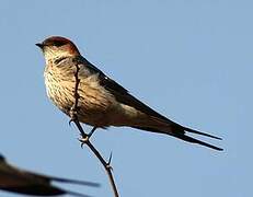 Greater Striped Swallow